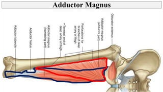 Thigh - Posterior Compartment, Hamstring muscles | PPT