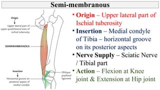 Thigh - Posterior Compartment, Hamstring muscles | PPT