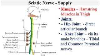 Thigh - Posterior Compartment, Hamstring muscles | PPT
