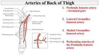 Thigh - Posterior Compartment, Hamstring muscles | PPT