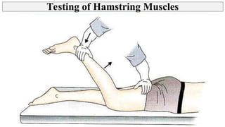 Hamstring Muscle Weakness Testing Thigh - Posterior Compartment, Hamstring muscles | PPT