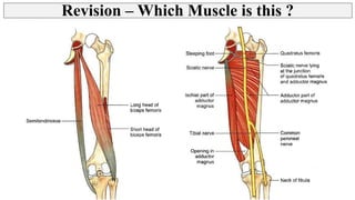 Thigh - Posterior Compartment, Hamstring muscles | PPT