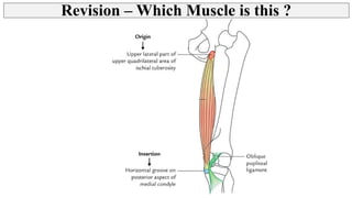 Hamstring Mm Thigh - Posterior Compartment, Hamstring muscles | PPT