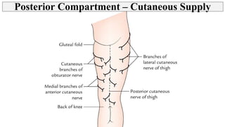 Thigh - Posterior Compartment, Hamstring muscles | PPT