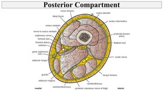 Thigh - Posterior Compartment, Hamstring muscles | PPT