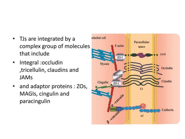 Tight junction & gene expression | PPTX | Chemistry | Science