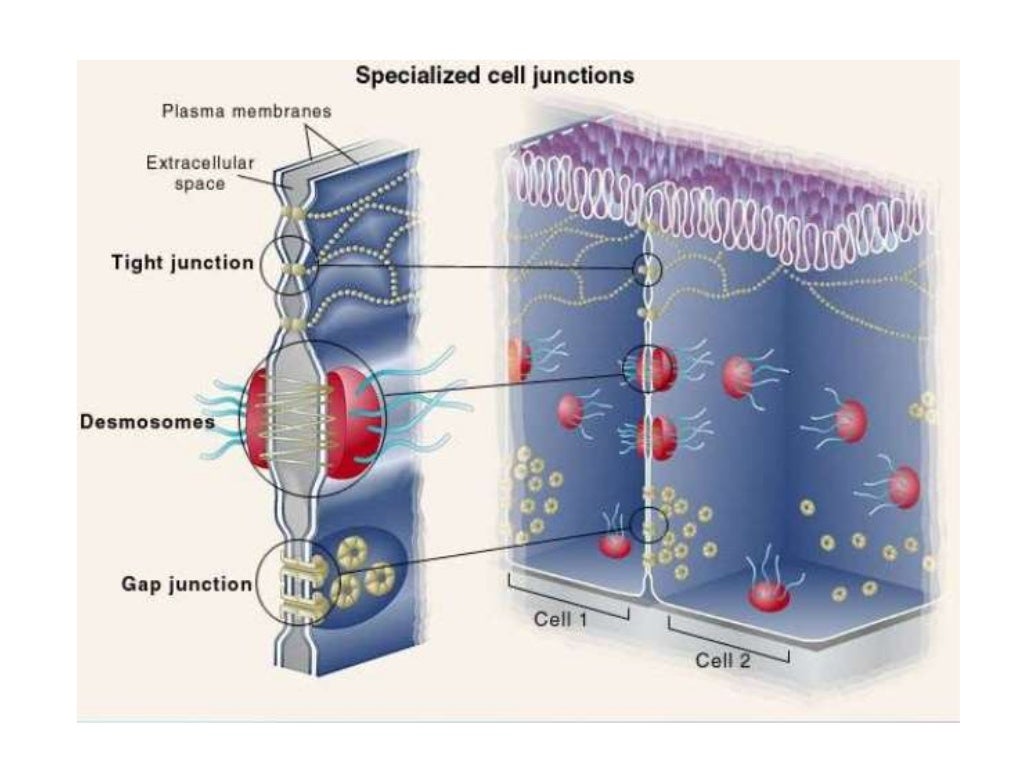 Tight junction & gene expression