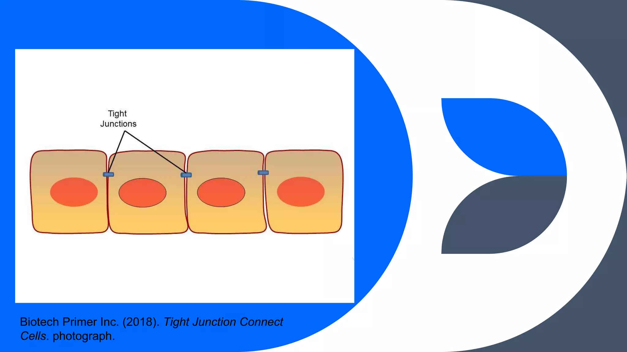 Tight Point TIGHT JUNCTIONS.pptx