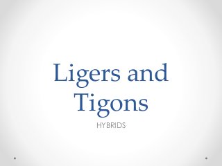 Ligers and
Tigons
HYBRIDS
 