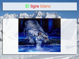 El  tigre   blanc 