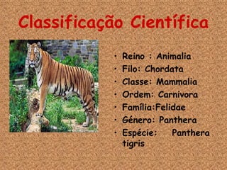 Classificação Científica Reino : Animalia Filo: Chordata Classe: Mammalia Ordem: Carnivora Família:Felidae Género: Panthera Espécie: Panthera tigris 