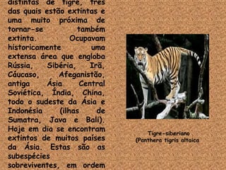 Há nove subespécies distintas de tigre, três das quais estão extintas e uma muito próxima de tornar-se também extinta. Ocupavam historicamente uma extensa área que engloba Rússia, Sibéria, Irã, Cáucaso, Afeganistão, antiga Ásia Central Soviética, Índia, China, todo o sudeste da Ásia e Indonésia (ilhas de Sumatra, Java e Bali). Hoje em dia se encontram extintos de muitos países da Ásia. Estas são as subespécies sobreviventes, em ordem decrescente de população selvagem: Tigre-siberiano (Panthera tigris altaica  