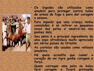 Os bigodes são utilizados como amuleto para proteger contra balas de armas de fogo e para dar coragem a pessoa.  Para impedir que uma criança tenha convulsões é só retirar os pequenos ossos das patas e amarrá-los nos punhos dela.  Seu pénis é o principal ingrediente de uma sopa afrodisíaca muito apreciada em vários países do Oriente.  As costelas são usadas como valiosos amuletos.  Há quem acredite que comer o coração de um tigre ganhe coragem e força.  Quem carregar uma pata no bolso terá coragem e ficará protegido contra eventuais sustos inesperados.  Carregar a unha de um tigre dá boa-sorte.  