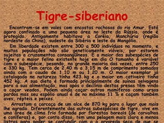 Tigre-siberiano Encontram-se em vales com encostas rochosas do rio Amur. Está agora confinado a uma pequena área no leste da Rússia, onde é protegido. Antigamente habitava a Coréia, Manchúria (região nordeste da China), sudeste da Sibéria e leste da Mongólia. Em liberdade existem entre 300 a 500 indivíduos no momento, e muitas populações não são geneticamente viáveis, por estarem sujeitas a cruzamentos consangüíneos. É a maior das subespécies de tigre e o maior felino existente hoje em dia O tamanho é variável com a subespécie, pesando, na grande maioria das vezes, entre 250 e 330 kg. Tem cerca de 2,40 m a 3,15 m de comprimento somados ainda com a cauda de 1,10 m ou 1,20 m. O maior exemplar já catalogado na natureza tinha 423 kg e o maior em cativeiro tinha 452 kg. A sua dieta é formada principalmente de suínos selvagens para a sua alimentação, mas após o declínio destas presas têm vindo a caçar veados. Podem ainda caçar outros mamíferos como ursos pardos mas seu espólio anual é de no máximo 11 % e caçam também aves, répteis e peixes. Arrastam a carcaça de um alce de 870 kg para o lugar que mais lhe agrada. Diferentemente das outras subespécies de tigre, vive em uma área de clima frio formada por florestas boreais (de carvalhos e coníferas) e, por conta disso, tem uma pelagem mais clara e menos listras para poder se confundir com a o arvoredo seco de que se rodeia durante a caça. 