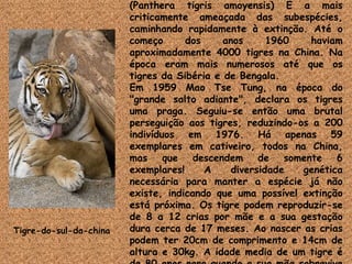 (Panthera tigris amoyensis) É a mais criticamente ameaçada das subespécies, caminhando rapidamente à extinção. Até o começo dos anos 1960 haviam aproximadamente 4000 tigres na China. Na época eram mais numerosos até que os tigres da Sibéria e de Bengala. Em 1959 Mao Tse Tung, na época do "grande salto adiante", declara os tigres uma praga. Seguiu-se então uma brutal perseguição aos tigres, reduzindo-os a 200 indivíduos em 1976. Há apenas 59 exemplares em cativeiro, todos na China, mas que descendem de somente 6 exemplares! A diversidade genética necessária para manter a espécie já não existe, indicando que uma possível extinção está próxima. Os tigre podem reproduzir-se de 8 a 12 crias por mãe e a sua gestação dura cerca de 17 meses. Ao nascer as crias podem ter 20cm de comprimento e 14cm de altura e 30kg. A idade media de um tigre é de 80 anos raro quando a sua mãe sobrevive no parto Tigre-do-sul-da-china 