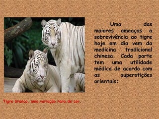 Tigre branco, uma variação rara de cor . Uma das maiores ameaças a sobrevivência ao tigre hoje em dia vem da medicina tradicional chinesa. Cada parte tem uma utilidade médica de acordo com as superstições orientais: 