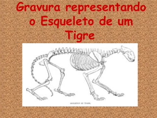 Gravura representando o Esqueleto de um Tigre   