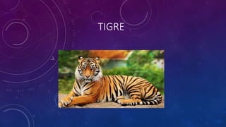 TIGRE
 