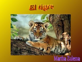 El tigre Martha Zulema 