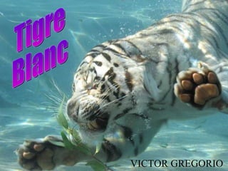 Tigre  Blanc VICTOR GREGORIO 