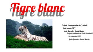 Tigre blanc
Projecte Animals en Perill d’extinció
2n trimestre SIEI
Lucia Gonzalez David Martin
 