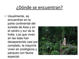 ¿Dónde se encuentran?
• Usualmente, se
encuentran en la
parte continental del
sureste de Asia y en
el centro y sur de la
India. Los que viven
en las islas han
desaparecido casi por
completo, la mayoría
viven en zoológicos y
parques con fauna
especial.