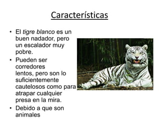 Características
• El tigre blanco es un
buen nadador, pero
un escalador muy
pobre.
• Pueden ser
corredores
lentos, pero son lo
suficientemente
cautelosos como para
atrapar cualquier
presa en la mira.
• Debido a que son
animales