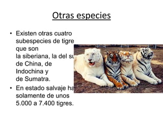 Otras especies
• Existen otras cuatro
subespecies de tigre
que son
la siberiana, la del sur
de China, de
Indochina y
de Sumatra.
• En estado salvaje hay
solamente de unos
5.000 a 7.400 tigres.
 