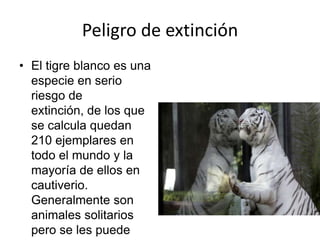 Peligro de extinción
• El tigre blanco es una
especie en serio
riesgo de
extinción, de los que
se calcula quedan
210 ejemplares en
todo el mundo y la
mayoría de ellos en
cautiverio.
Generalmente son
animales solitarios
pero se les puede