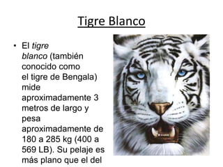 Tigre Blanco
• El tigre
blanco (también
conocido como
el tigre de Bengala)
mide
aproximadamente 3
metros de largo y
pesa
aproximadamente de
180 a 285 kg (400 a
569 LB). Su pelaje es
más plano que el del
 