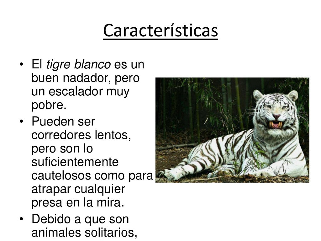 Tigre blanco tp