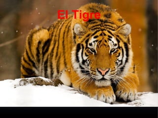 El Tigre
 