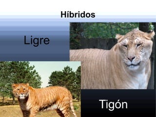 Híbridos
Ligre
Tigón
 