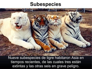 Subespecies
Nueve subespecies de tigre habitaron Asia en
tiempos recientes, de las cuales tres están
extintas y las otras seis en grave peligro.
 
