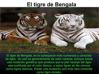 El tigre de Bengala
El tigre de Bengala, es la subespecie más numerosa y conocida
de tigre, Su piel es generalmente de color naranja, aunque existe
una mutación genética que produce que la piel naranja del tigre
sea sustituida por el color blanco, a estos tigres se les conoce
como tigres blancos. Existe una mutación aún más rara conocida
como tigre dorado.
 