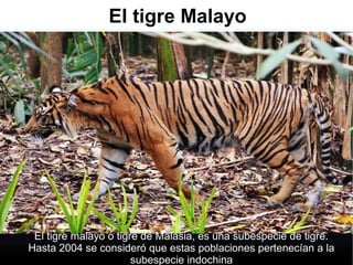 El tigre Malayo
El tigre malayo o tigre de Malasia, es una subespecie de tigre.
Hasta 2004 se consideró que estas poblaciones pertenecían a la
subespecie indochina
 