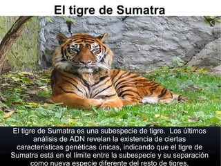 El tigre de Sumatra
El tigre de Sumatra es una subespecie de tigre. Los últimos
análisis de ADN revelan la existencia de ciertas
características genéticas únicas, indicando que el tigre de
Sumatra está en el límite entre la subespecie y su separación
como nueva especie diferente del resto de tigres.
 