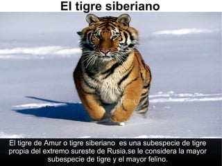 El tigre siberiano
El tigre de Amur o tigre siberiano es una subespecie de tigre
propia del extremo sureste de Rusia,se le considera la mayor
subespecie de tigre y el mayor felino.
 