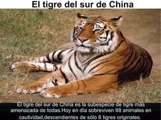 El tigre del sur de China
El tigre del sur de China es la subespecie de tigre más
amenazada de todas.Hoy en día sobreviven 68 animales en
cautividad,descendientes de sólo 6 tigres originales.
 
