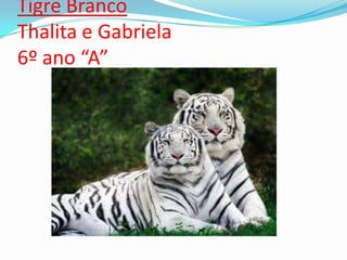 Tigre Branco
Thalita e Gabriela
6º ano “A”
 