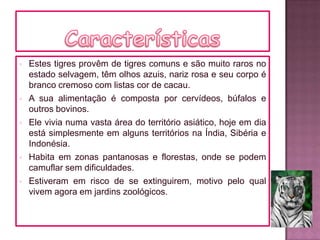  Estes tigres provêm de tigres comuns e são muito raros no
estado selvagem, têm olhos azuis, nariz rosa e seu corpo é
branco cremoso com listas cor de cacau.
 A sua alimentação é composta por cervídeos, búfalos e
outros bovinos.
 Ele vivia numa vasta área do território asiático, hoje em dia
está simplesmente em alguns territórios na Índia, Sibéria e
Indonésia.
 Habita em zonas pantanosas e florestas, onde se podem
camuflar sem dificuldades.
 Estiveram em risco de se extinguirem, motivo pelo qual
vivem agora em jardins zoológicos.
 