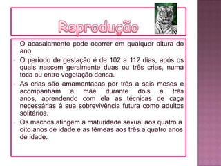  O acasalamento pode ocorrer em qualquer altura do
ano.
 O período de gestação é de 102 a 112 dias, após os
quais nascem geralmente duas ou três crias, numa
toca ou entre vegetação densa.
 As crias são amamentadas por três a seis meses e
acompanham a mãe durante dois a três
anos, aprendendo com ela as técnicas de caça
necessárias à sua sobrevivência futura como adultos
solitários.
 Os machos atingem a maturidade sexual aos quatro a
oito anos de idade e as fêmeas aos três a quatro anos
de idade.
 