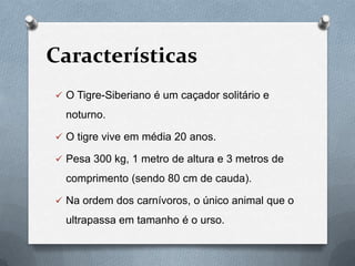 Características
 O Tigre-Siberiano é um caçador solitário e

  noturno.

 O tigre vive em média 20 anos.

 Pesa 300 kg, 1 metro de altura e 3 metros de

  comprimento (sendo 80 cm de cauda).

 Na ordem dos carnívoros, o único animal que o

  ultrapassa em tamanho é o urso.
 