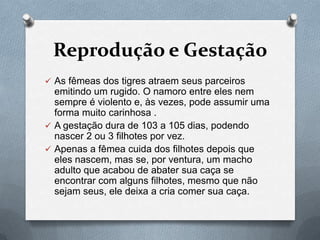 Reprodução e Gestação
 As fêmeas dos tigres atraem seus parceiros
  emitindo um rugido. O namoro entre eles nem
  sempre é violento e, às vezes, pode assumir uma
  forma muito carinhosa .
 A gestação dura de 103 a 105 dias, podendo
  nascer 2 ou 3 filhotes por vez.
 Apenas a fêmea cuida dos filhotes depois que
  eles nascem, mas se, por ventura, um macho
  adulto que acabou de abater sua caça se
  encontrar com alguns filhotes, mesmo que não
  sejam seus, ele deixa a cria comer sua caça.
 