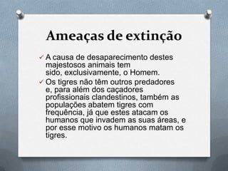 Ameaças de extinção
 A causa de desaparecimento destes
  majestosos animais tem
  sido, exclusivamente, o Homem.
 Os tigres não têm outros predadores
  e, para além dos caçadores
  profissionais clandestinos, também as
  populações abatem tigres com
  frequência, já que estes atacam os
  humanos que invadem as suas áreas, e
  por esse motivo os humanos matam os
  tigres.
 