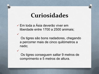 Curiosidades
 Em toda a Ásia deverão viver em
    liberdade entre 1700 a 2500 animais;

    Os tigres são bons nadadores, chegando
    a percorrer mais de cinco quilómetros a
    nado;

     Os tigres conseguem saltar 9 metros de
    comprimento e 5 metros de altura.
 