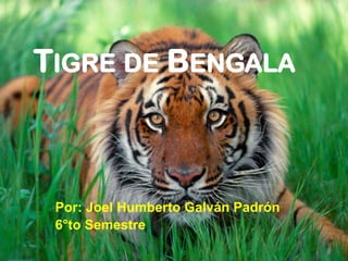 TIGRE DE BENGALA



 Por: Joel Humberto Galván Padrón
 6°to Semestre
 