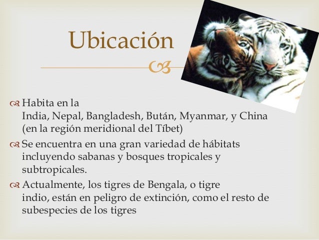 Tigre De Bengala