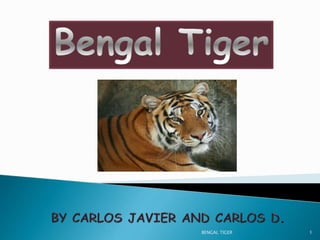 BENGAL TIGER 1
 