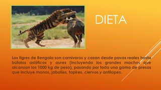 DIETA

Los tigres de Bengala son carnívoros y cazan desde pavos reales hasta
búfalos asiáticos y aures (incluyendo los grandes machos que
alcanzan los 1000 kg de peso), pasando por toda una gama de presas
que incluye monos, jabalíes, tapires, ciervos y antílopes.
 